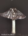 Pluteus murinus-amf1495